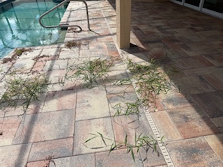 Pool deck pavers before cleaning and sealing — Sarasota FL